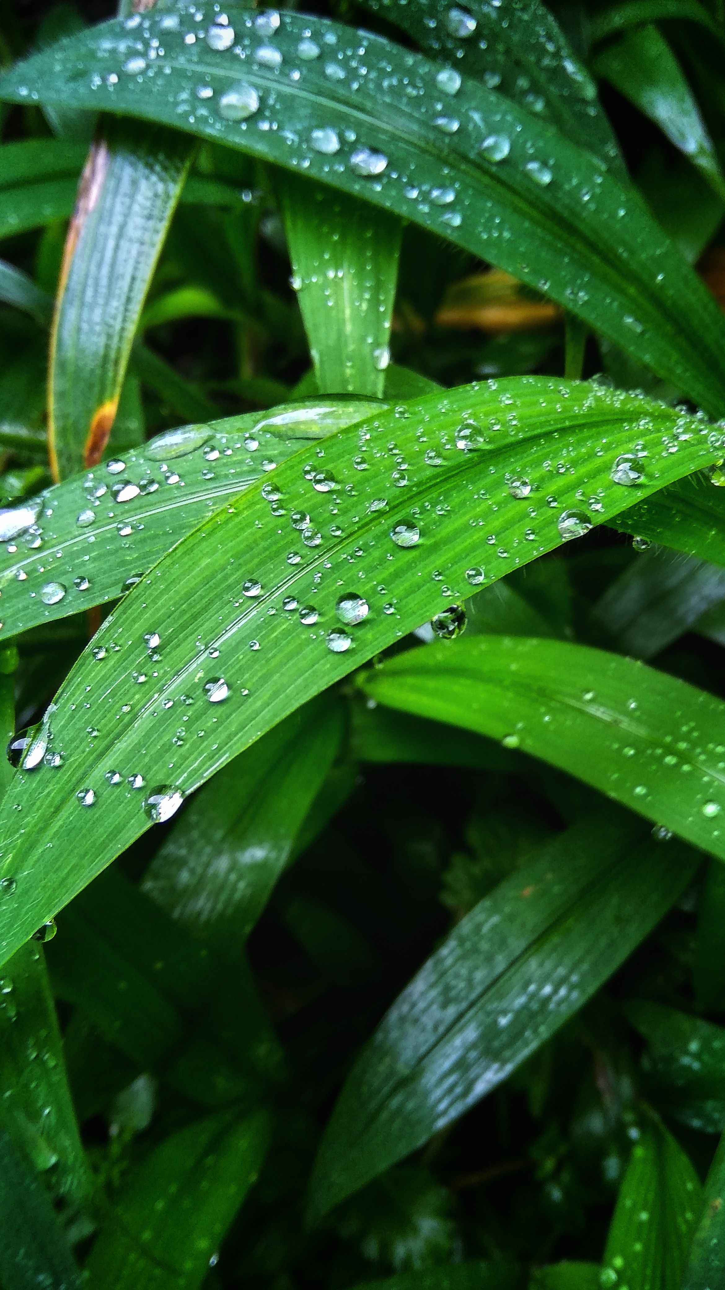 Detail Background Daun Hijau Nomer 9