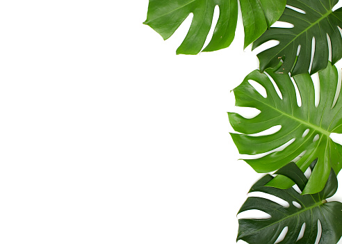 Detail Background Daun Monstera Nomer 2