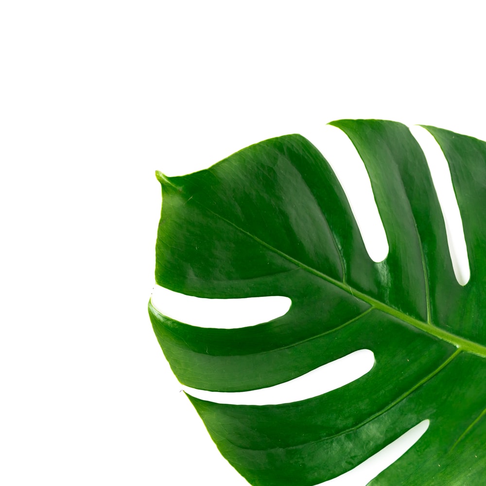 Detail Background Daun Monstera Nomer 20