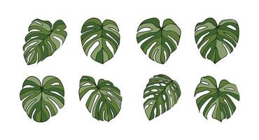 Detail Background Daun Monstera Nomer 27