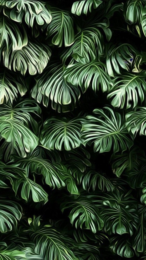 Detail Background Daun Monstera Nomer 52