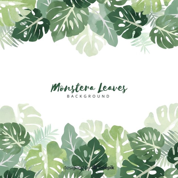 Detail Background Daun Monstera Nomer 8