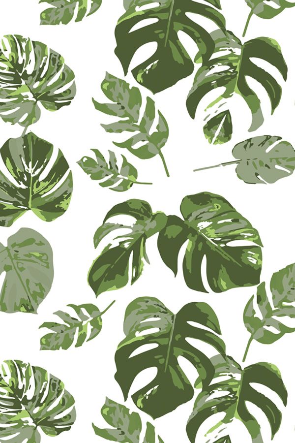 Detail Background Daun Monstera Nomer 9