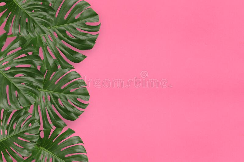 Detail Background Daun Pink Nomer 16