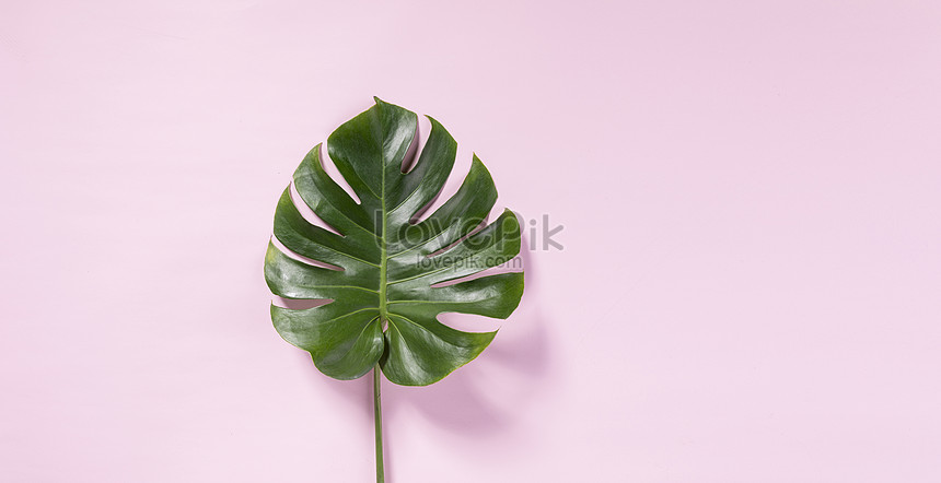 Detail Background Daun Pink Nomer 30