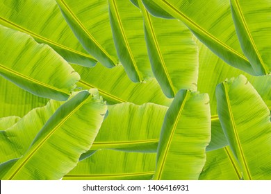 Detail Background Daun Pisang Nomer 16