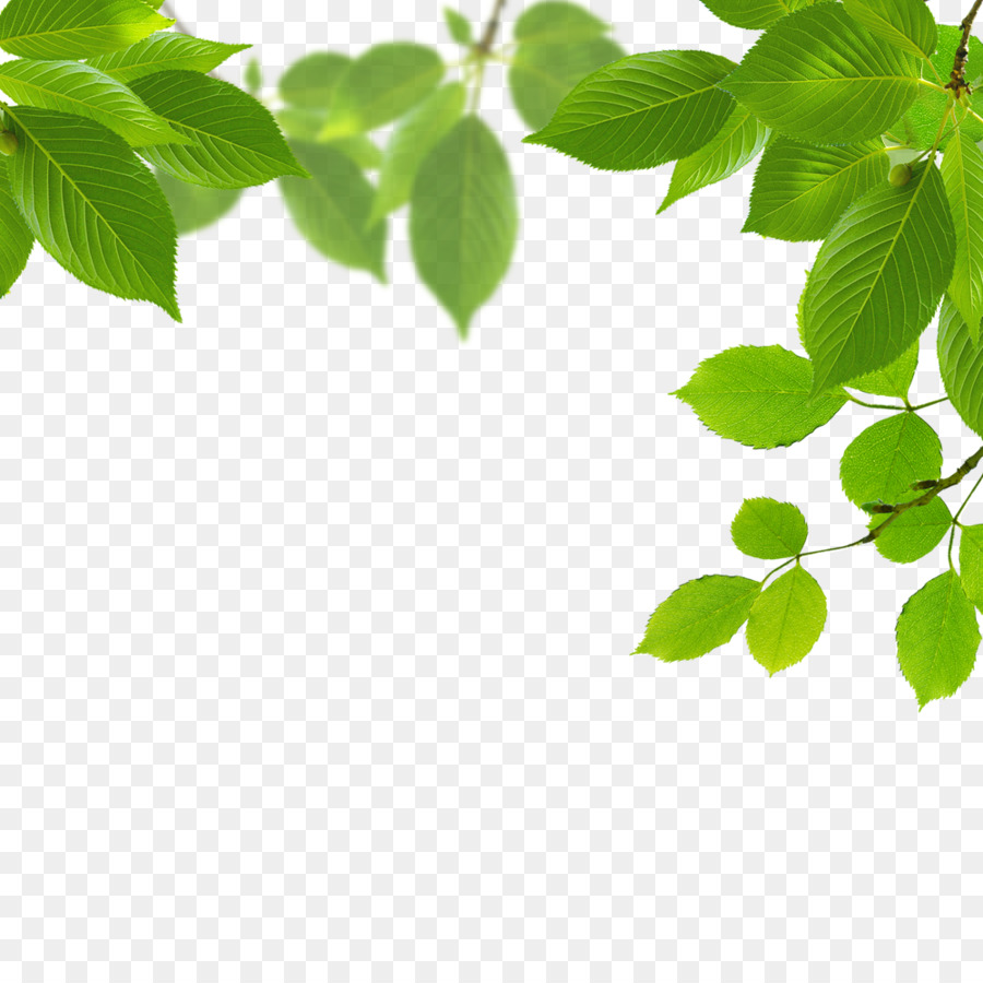 Detail Background Daun Png Nomer 12