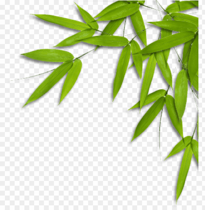 Detail Background Daun Png Nomer 18