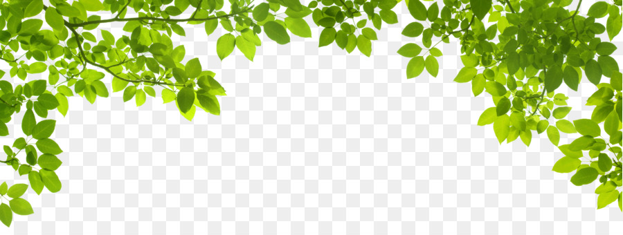 Detail Background Daun Png Nomer 10