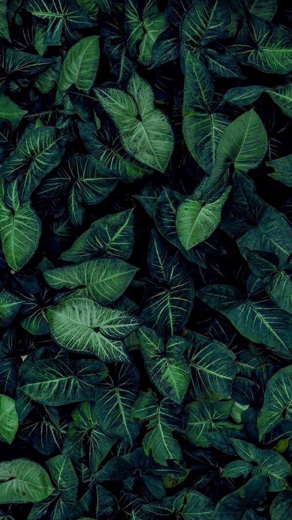 Detail Background Daun Tumblr Nomer 22