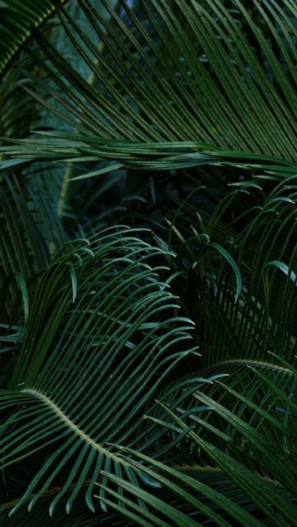 Detail Background Daun Tumblr Nomer 27