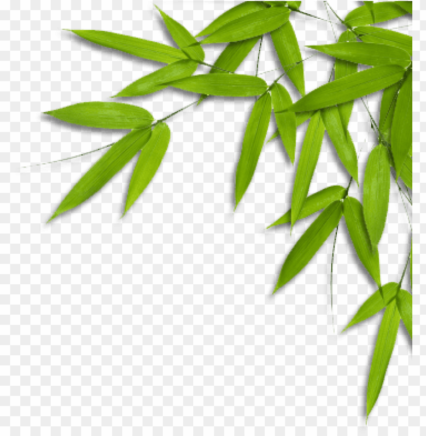 Detail Background Dedaunan Nomer 9