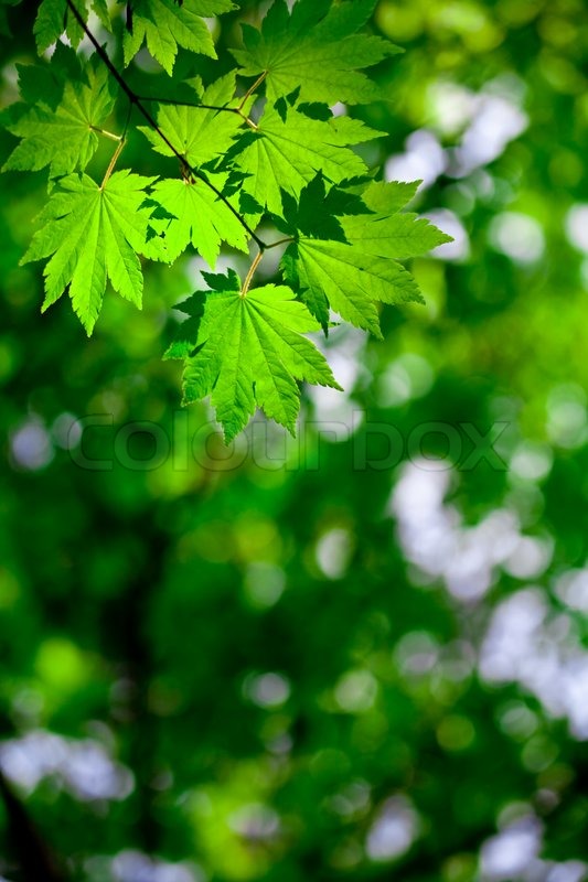 Detail Background Design Nature Nomer 30