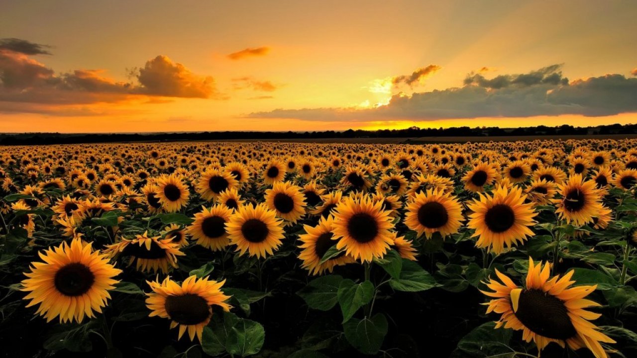 Detail Background Desktop Hd Nomer 28
