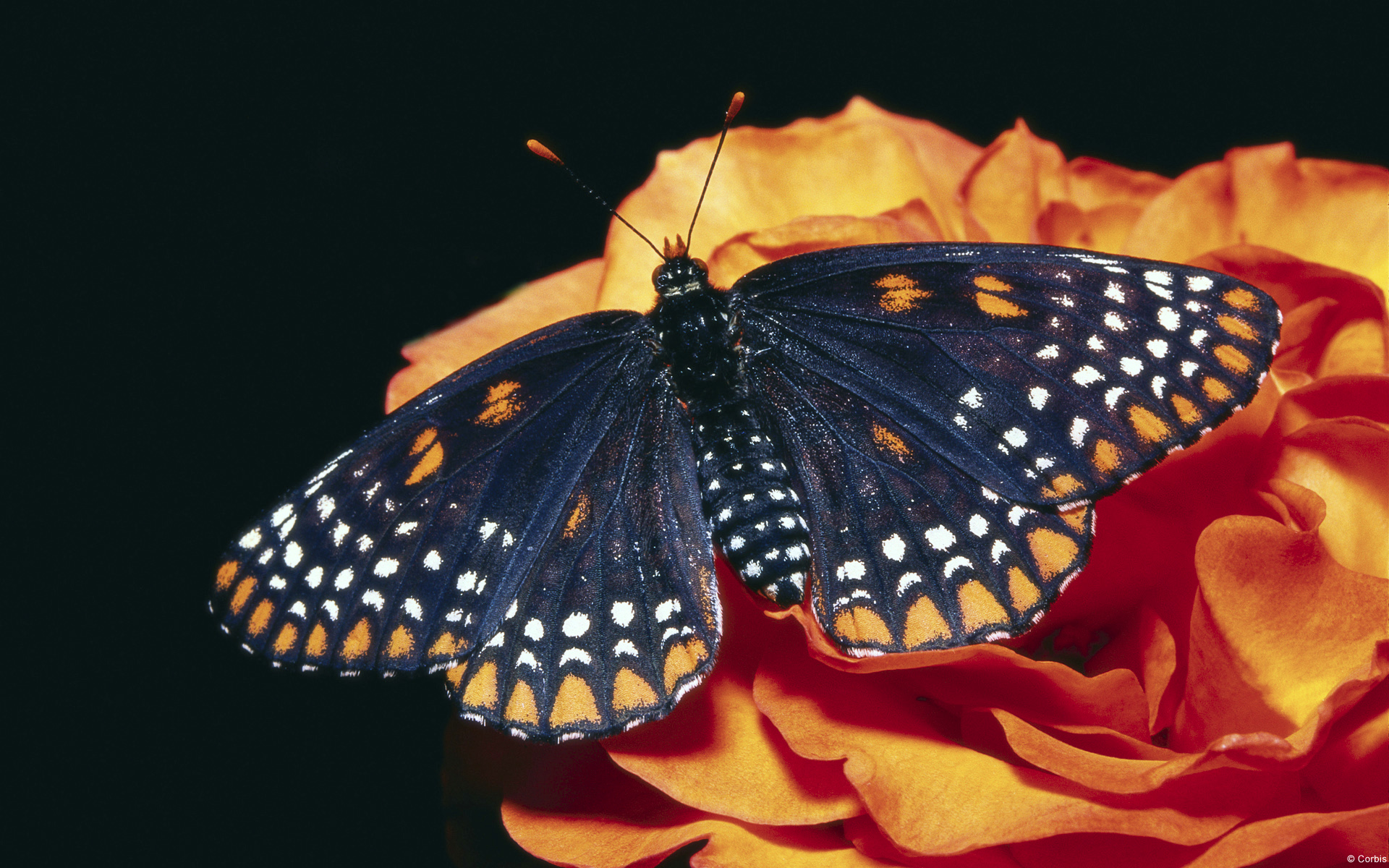 Detail Background Desktop Hd Nomer 54