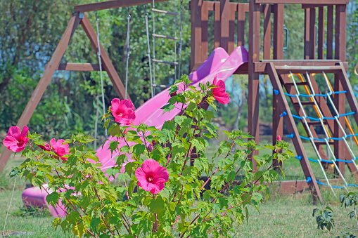 Detail Background Di Taman Nomer 43