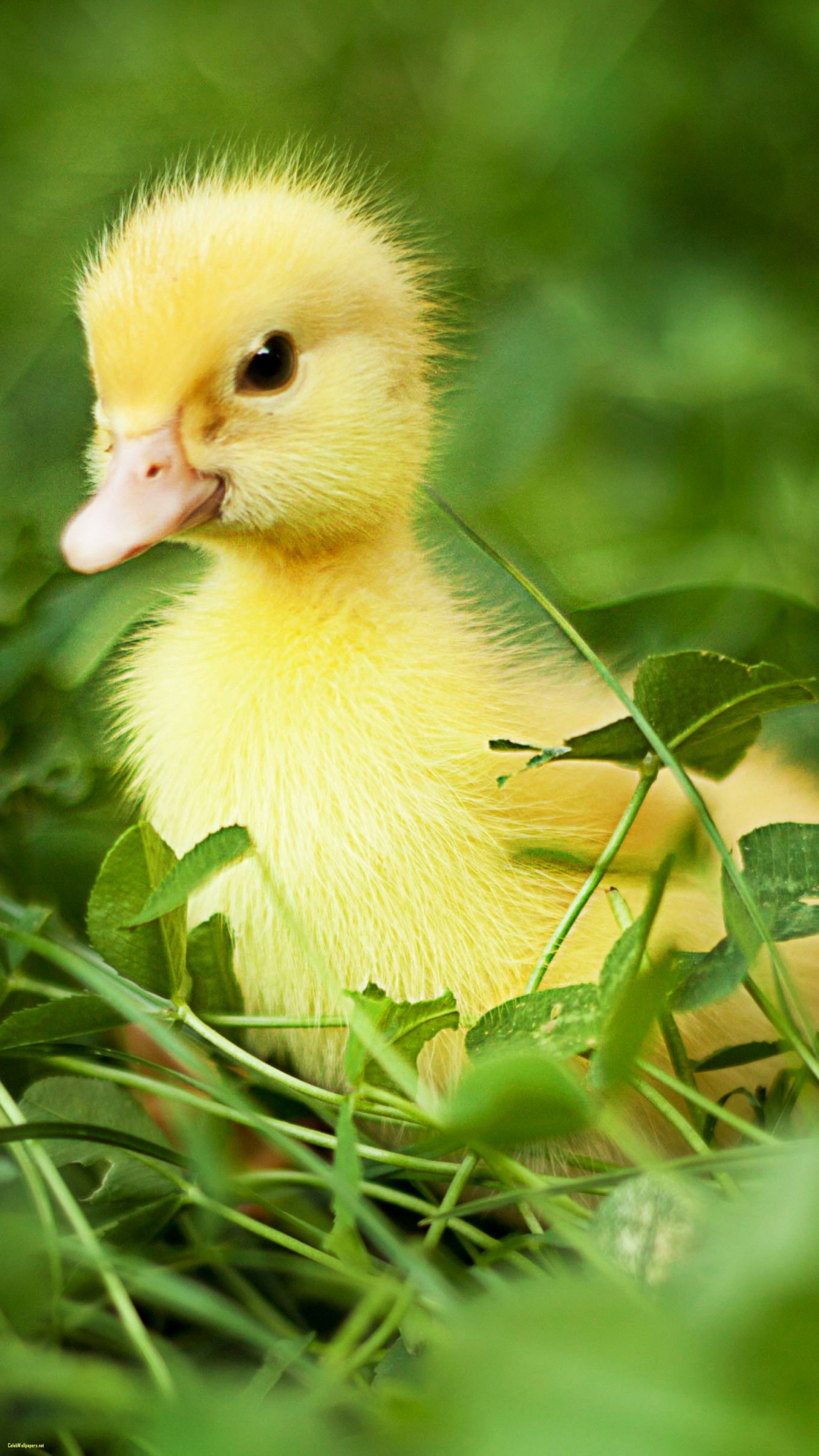 Detail Background Duck Wallpaper Nomer 19