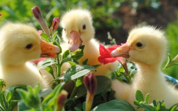 Detail Background Duck Wallpaper Nomer 33