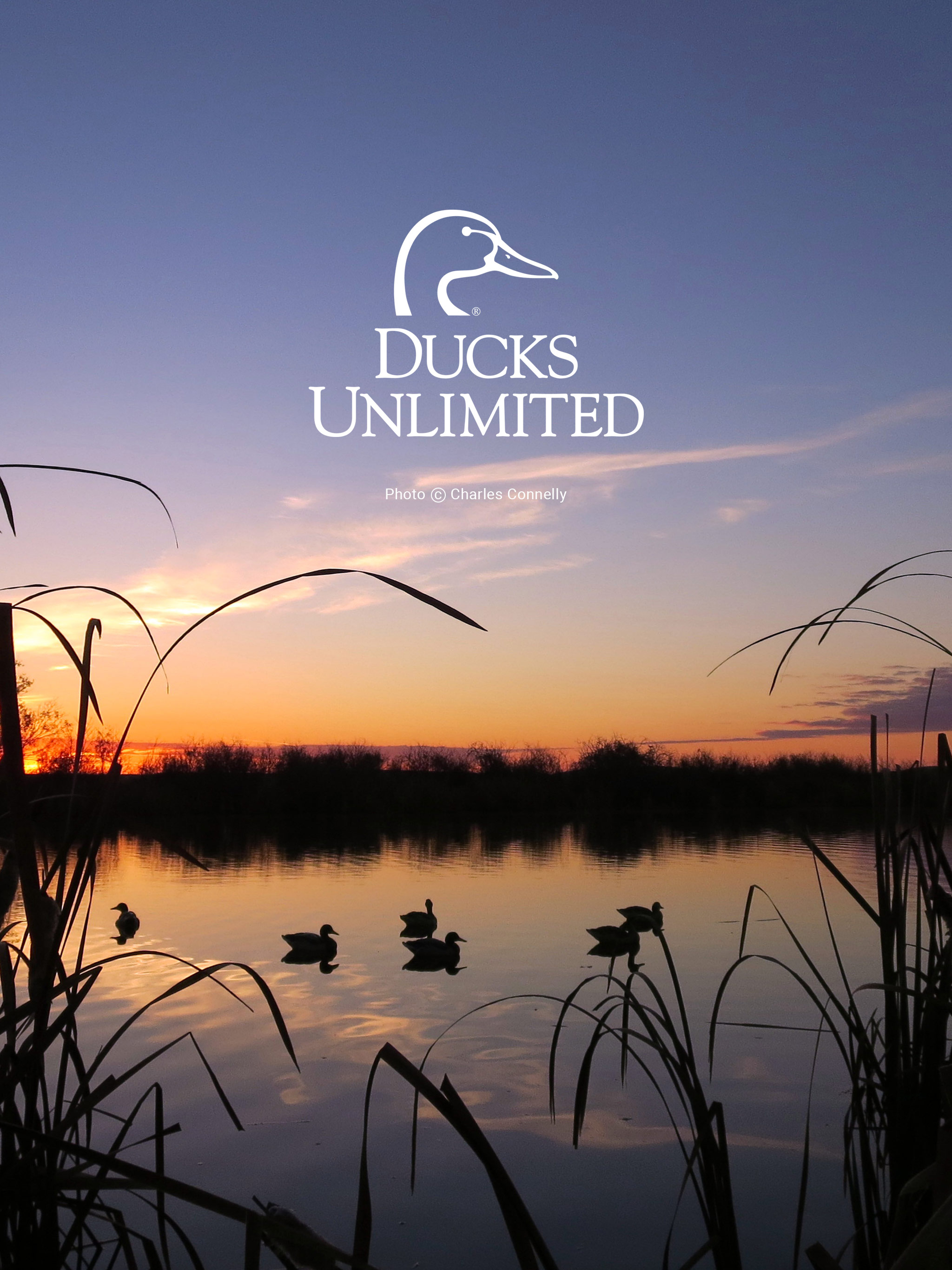 Detail Background Duck Wallpaper Nomer 39