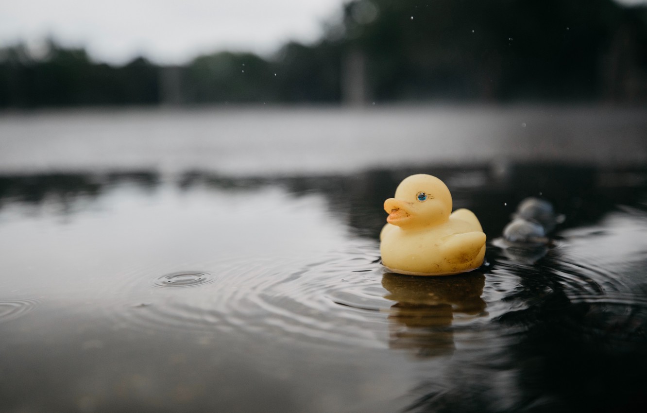 Detail Background Duck Wallpaper Nomer 42