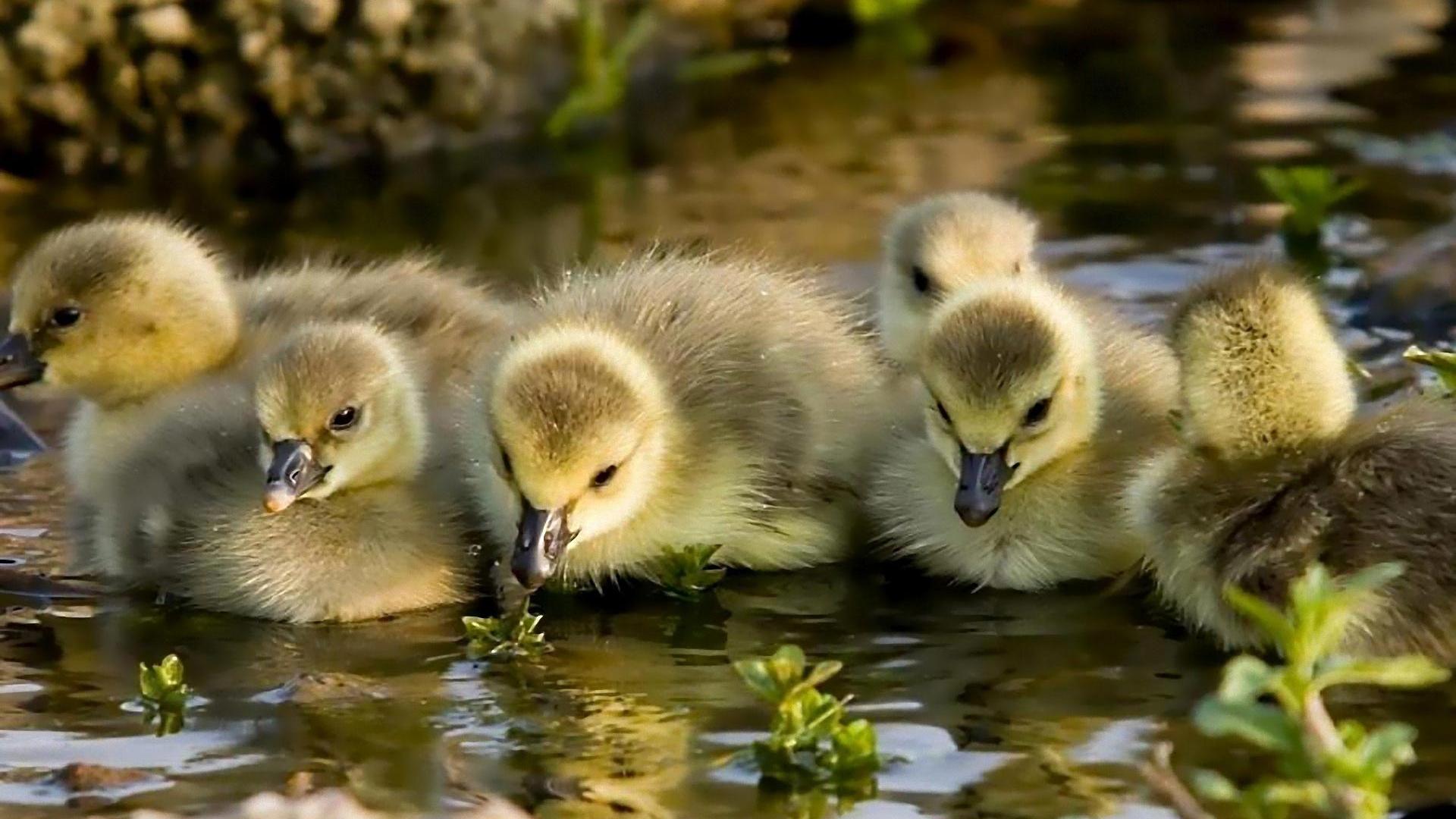 Detail Background Duck Wallpaper Nomer 46