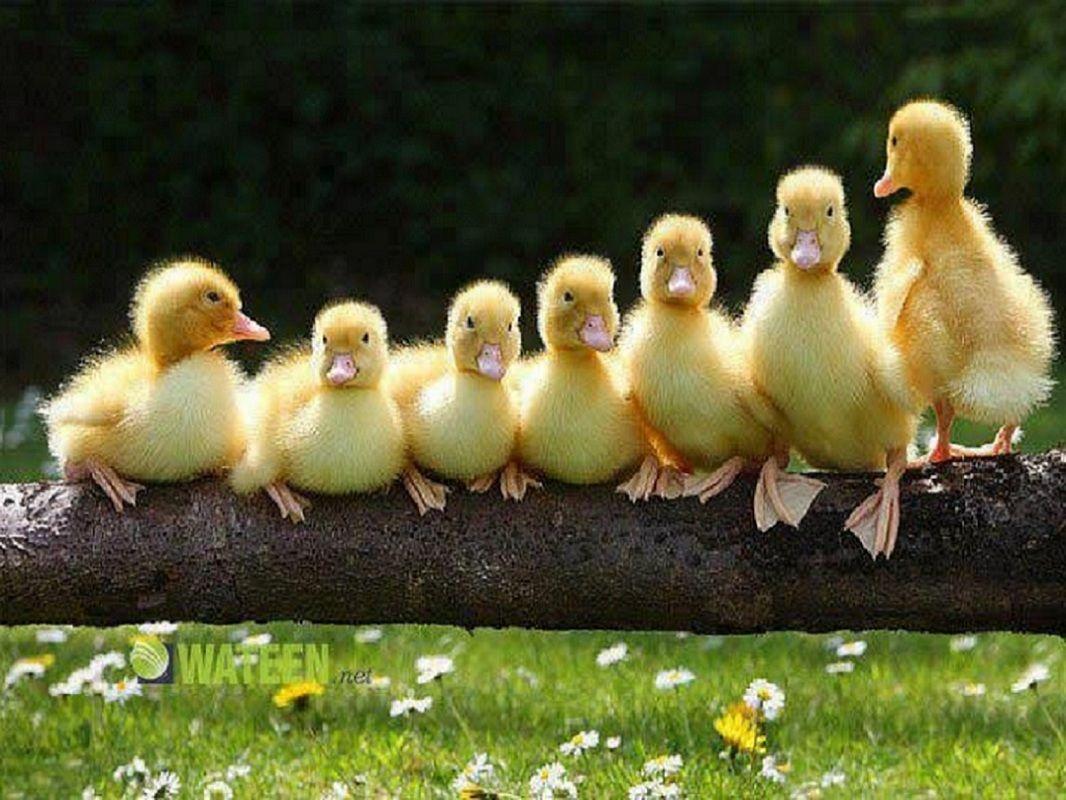 Detail Background Duck Wallpaper Nomer 49