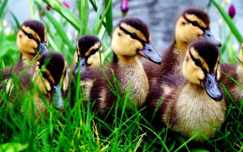 Detail Background Duck Wallpaper Nomer 50