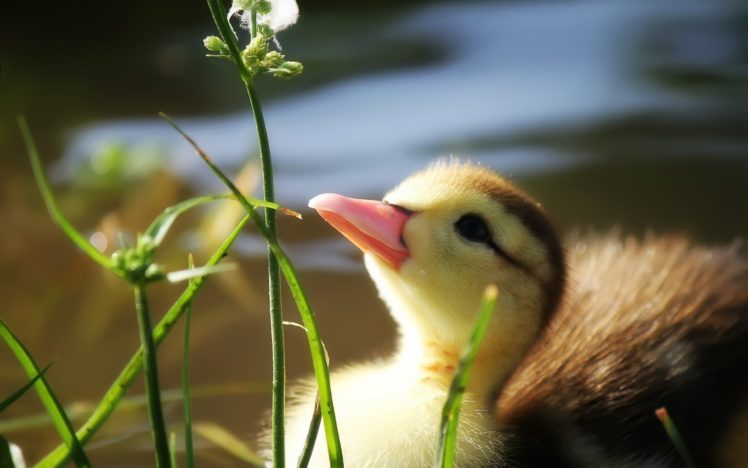 Detail Background Duck Wallpaper Nomer 52