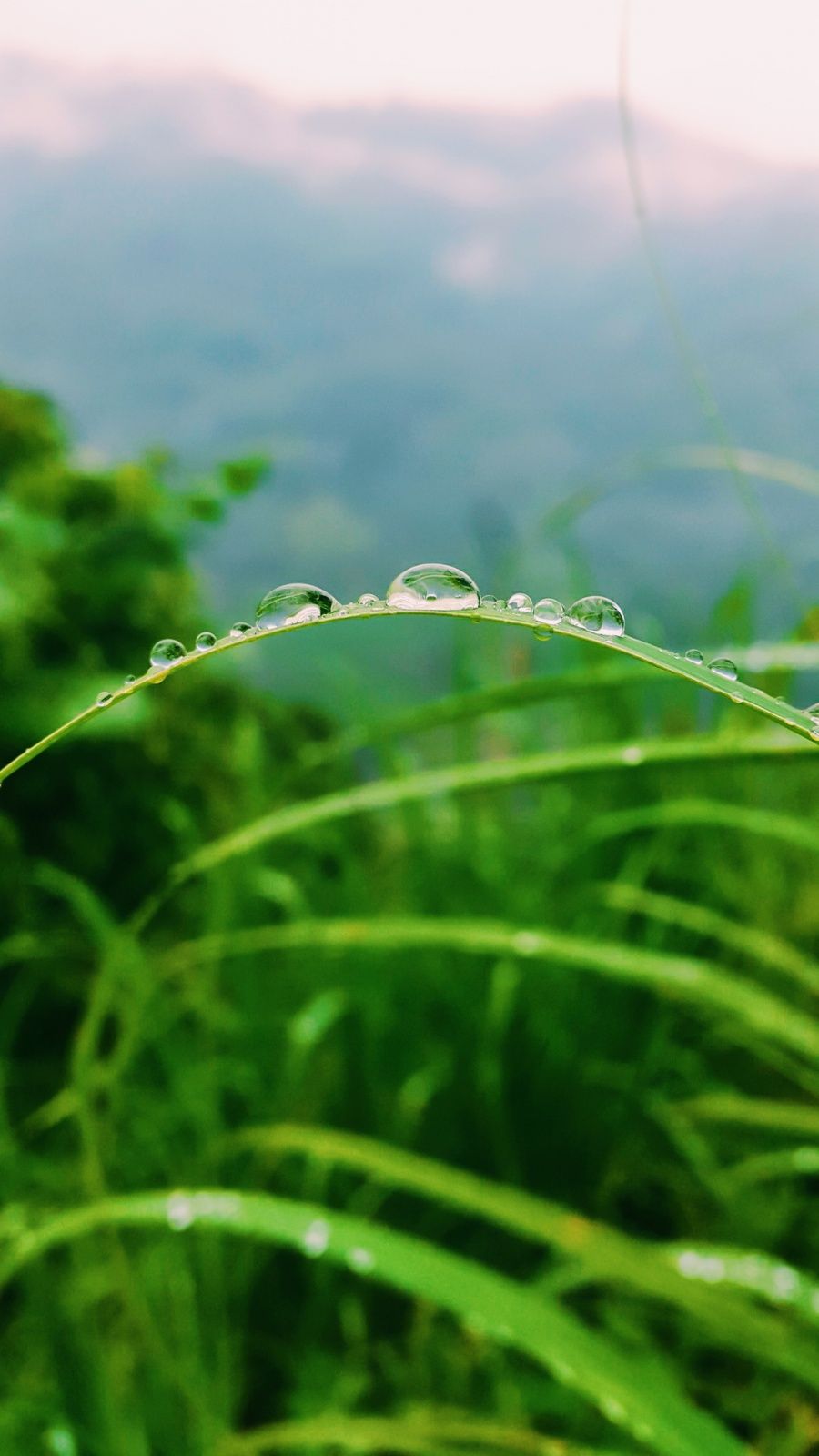 Background Embun - KibrisPDR