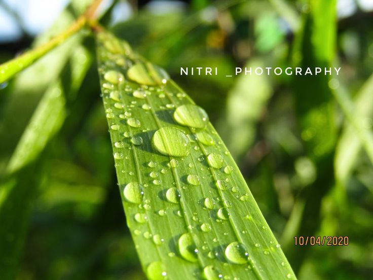 Detail Background Embun Nomer 22