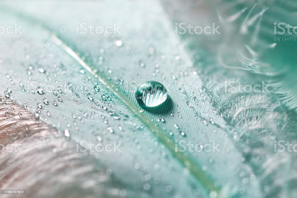 Detail Background Embun Nomer 38