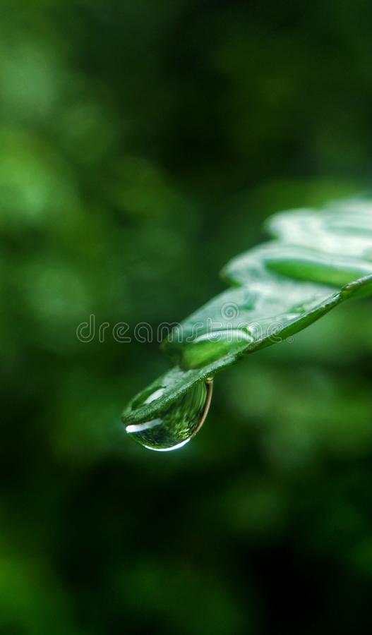 Detail Background Embun Nomer 5