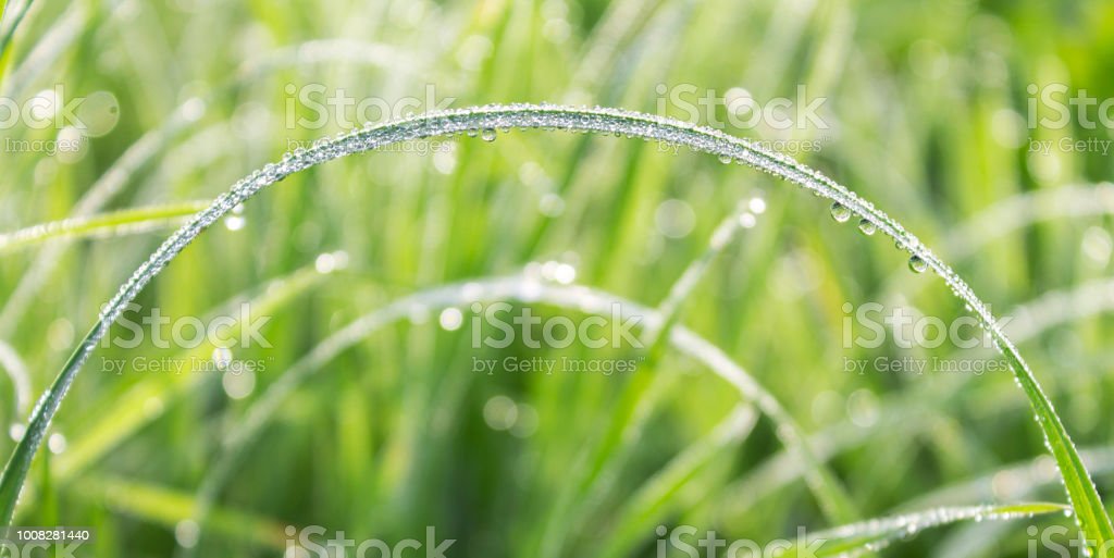 Detail Background Embun Nomer 39