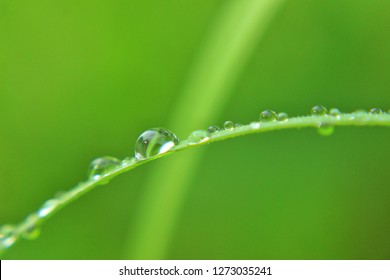 Detail Background Embun Nomer 45