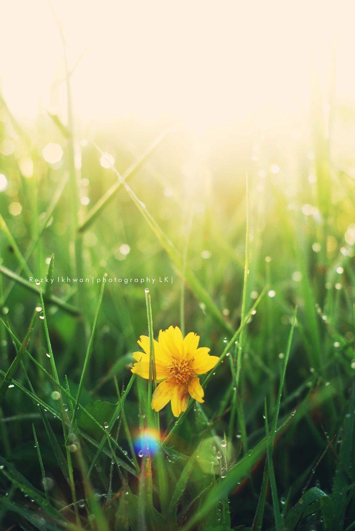 Detail Background Embun Nomer 6