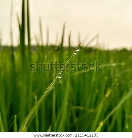 Detail Background Embun Nomer 55