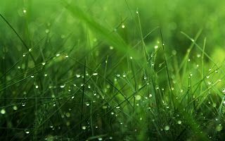 Detail Background Embun Nomer 7