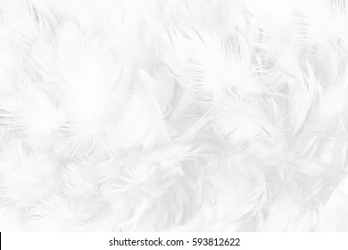 Background Feather - KibrisPDR