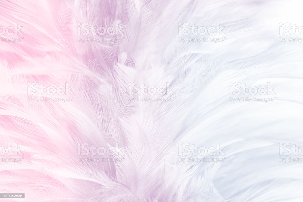 Detail Background Feather Nomer 48