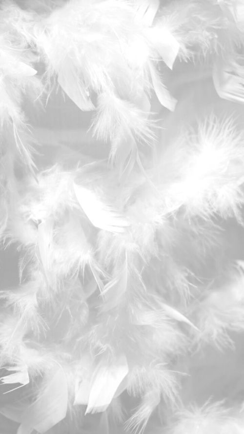 Detail Background Feather Nomer 7