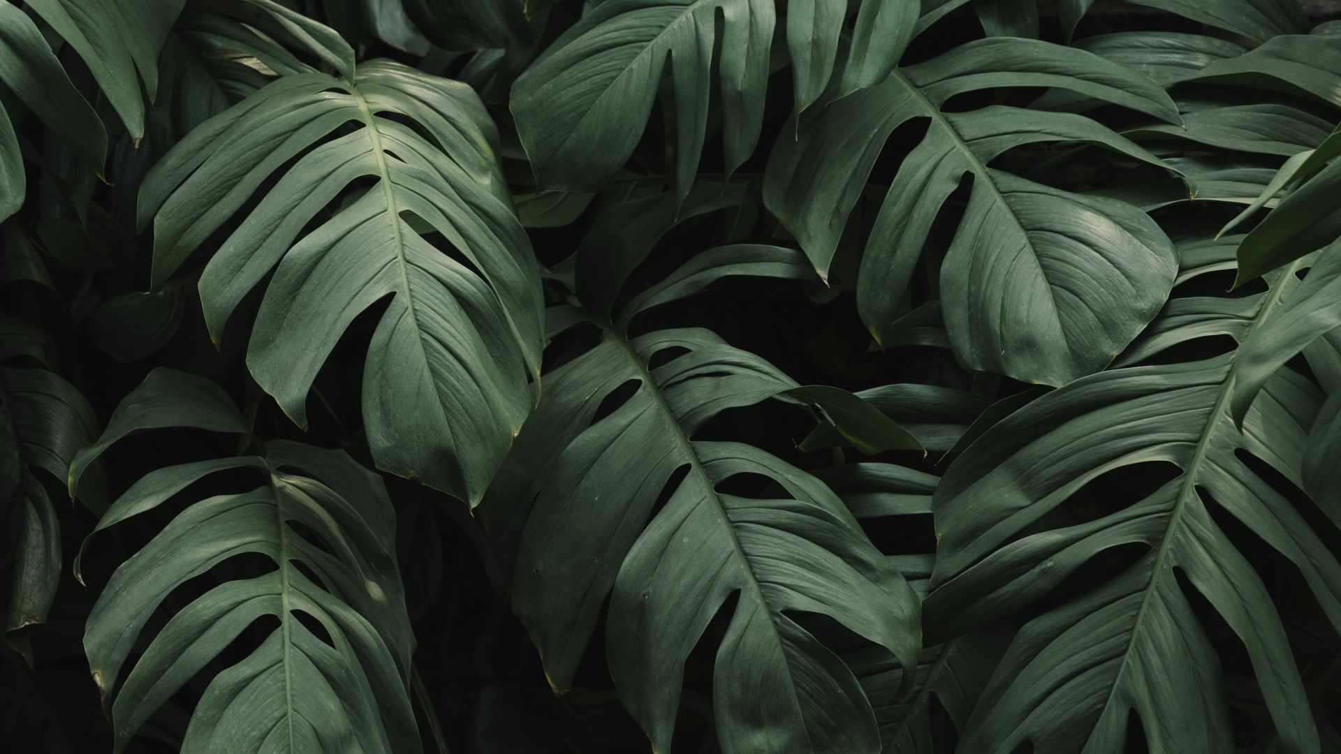 Detail Background Flora Nomer 33