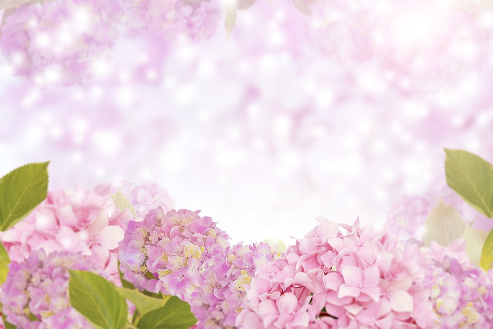 Detail Background Flora Nomer 34