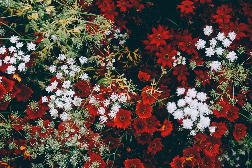 Detail Background Flora Nomer 54
