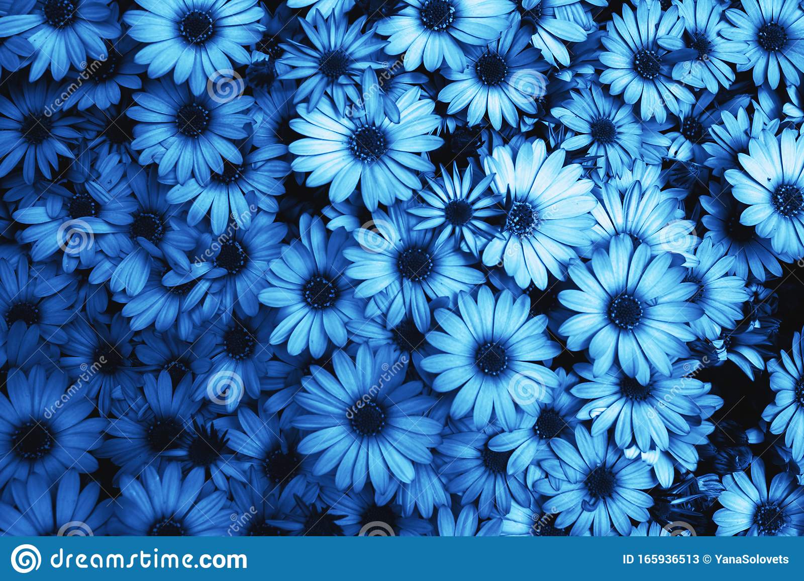 Detail Background Floral Blue Nomer 20