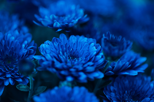 Detail Background Floral Blue Nomer 35