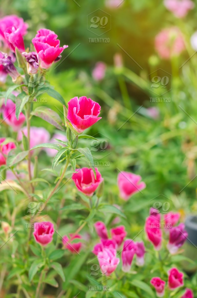 Detail Background Flower Garden Nomer 49