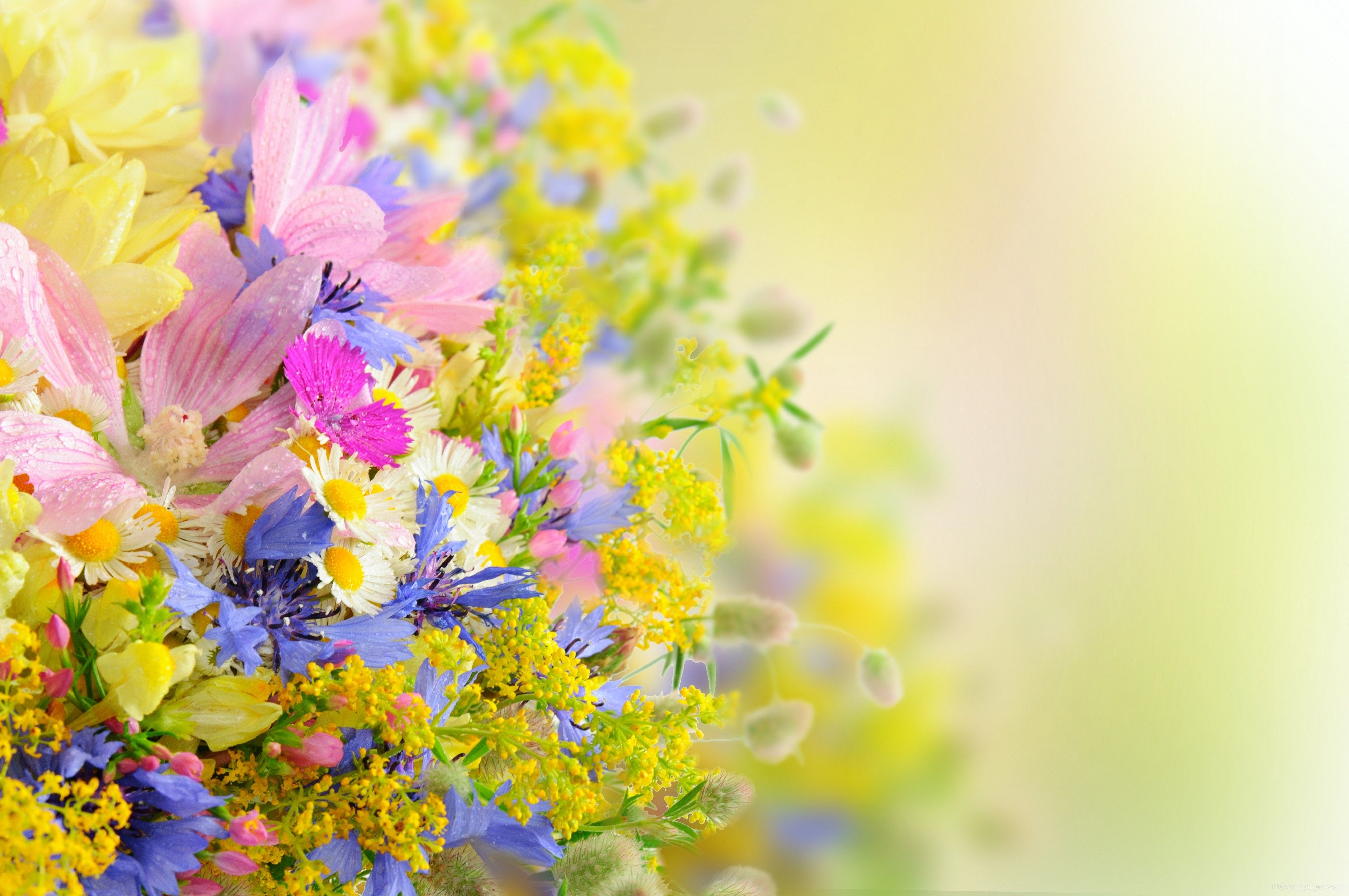 Detail Background Flower Hd Nomer 7