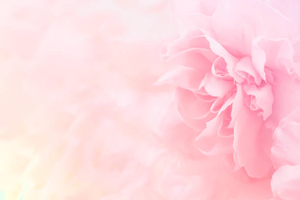 Detail Background Flower Pink Nomer 21