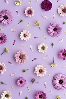 Background Flower Purple - KibrisPDR