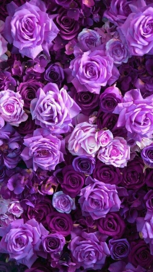 Detail Background Flower Purple Nomer 23